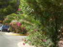 thm_CalaRajadaMallorca (9).jpg